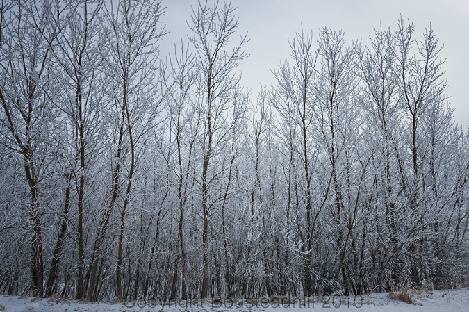 hoarfrost1