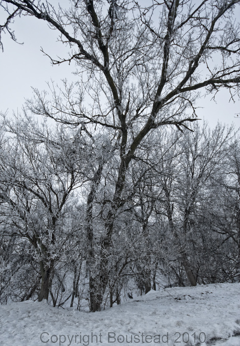 hoarfrost2