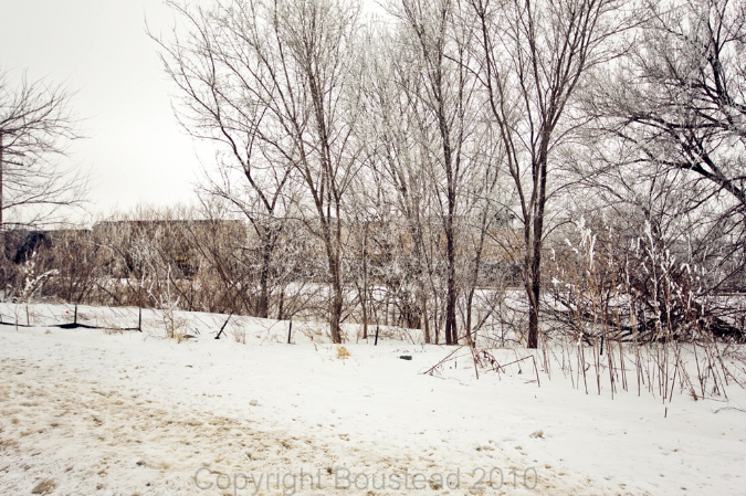 hoarfrost3