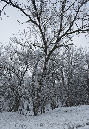 hoar frost