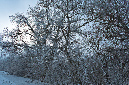hoarfrost5