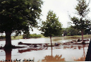 flood3